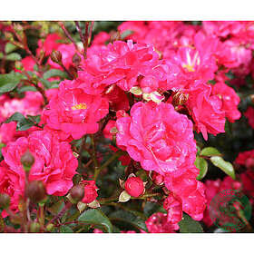 Piardino Marktäckande Ros Red Fairy Barrot Rosa 10-Pack