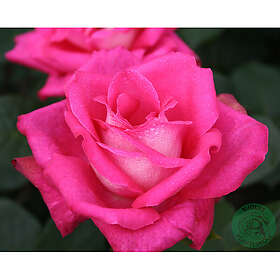 Piardino Rabattros Acapella Barrot Rosa 5-Pack