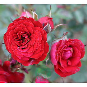 Piardino Marktäckande Ros Velvet Cover Barrot Röd