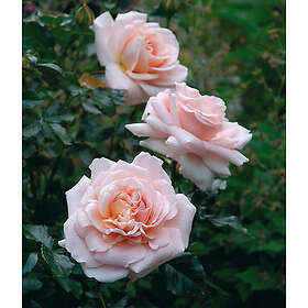 Piardino Rabattros Floribunda Kalmar 1-Pack 30-50 Cm Barrot