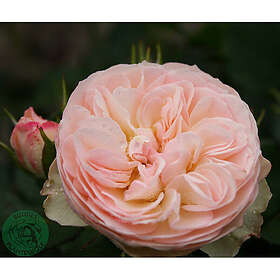 Piardino Rabattros Pastella Barrot Rosa