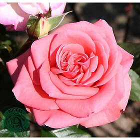 Piardino Rabattros Louisiana Barrot Rosa 10-Pack