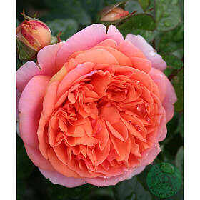 Piardino Rabattros Chippendale Barrot Orange