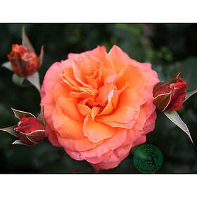 Piardino Rabattros Gavnö Barrot Orange 10-Pack