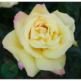 Piardino Rabattros Peace Barrot Gul 5-Pack