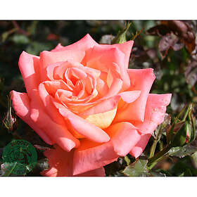 Piardino Rabattros Victor Borge Barrot Rosa 5-Pack