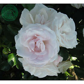 Piardino Buskros Aspirin Rose Barrot Vit 5-Pack