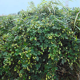 Piardino Klätterväxt Humle Nordbrau Vit Krukodlad 3-Pack