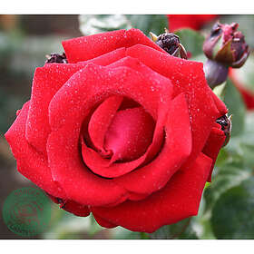 Piardino Klätterros Santana Barrot Röd 10-Pack