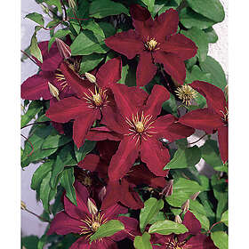 Piardino Klätterväxt Klematis Jackmanii Röd 50-80 Cm Krukodlad