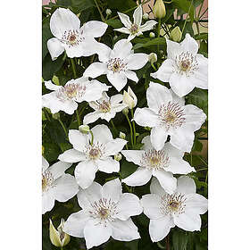 Piardino Klätterväxt Klematis Destiny Vit Krukodlad 5-Pack