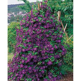 Piardino Klätterväxt Klematis Etoile Violette Lila Krukodlad 3-Pack