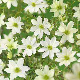 Piardino Klätterväxt Klematis Early Sensation Vit Krukodlad