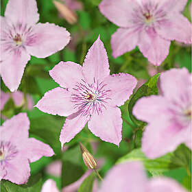 Piardino Klätterväxt Klematis Hagley Hybrid Rosa Krukodlad