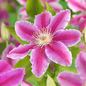 Piardino Klätterväxt Klematis Dr Ruppel Rosa Krukodlad 5-Pack