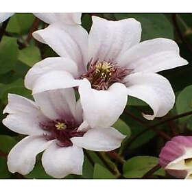 Piardino Klätterväxt Klematis Princess Kate Rosa Krukodlad 5-Pack