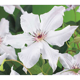 Piardino Klätterväxt Klematis Snow Queen Vit Krukodlad 5-Pack