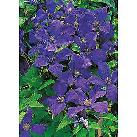 Piardino Klätterväxt Klematis Polish Spirit Blå Krukodlad