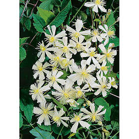 Piardino Klätterväxt Klematis Paul Farges Vit Krukodlad 3-Pack