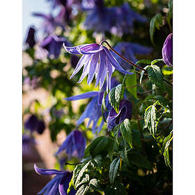 Piardino Klätterväxt Klematis Macropetala Blå Krukodlad 3-Pack