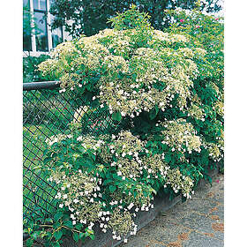 Piardino Klätterväxt Klätterhortensia Vit Krukodlad