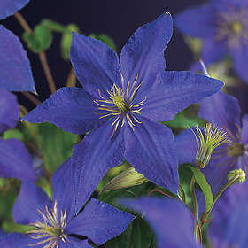 Piardino Klätterväxt Klematis Rhapsody Blå Krukodlad 3-Pack