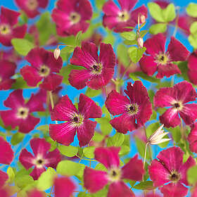 Piardino Klätterväxt Klematis Rubra Purpurröd Krukodlad 5-Pack