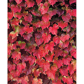 Piardino Klätterväxt Rådhusvin Veitchii Grön/Orange Krukodlad 5-Pack