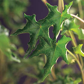 Piardino Klätterväxt Murgröna Ivalace Grön Krukodlad