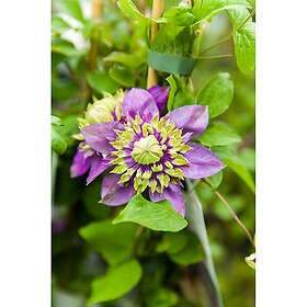 Piardino Klätterväxt Klematis Taiga Vitblå Krukodlad 5-Pack