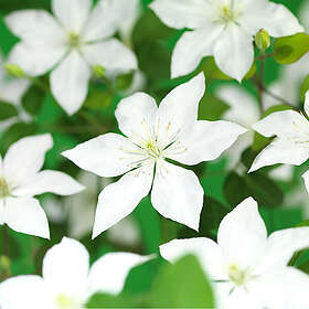 Piardino Klätterväxt Klematis White Flowers Vit Krukodlad 3-Pack