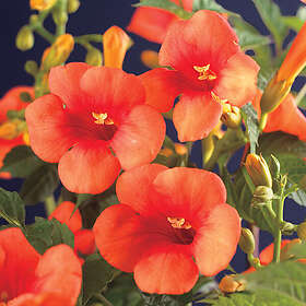 Piardino Klätterväxt Trumpetranka Mme Galen Orange Krukodlad 5-Pack