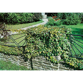 Piardino Klätterväxt Rådhusvin 50-80 Cm Krukodlad