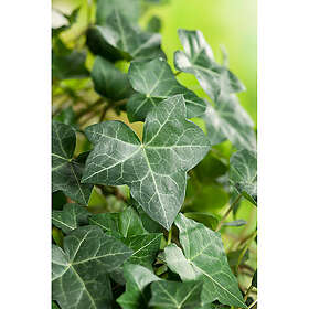 Piardino Klätterväxt Murgröna Storbladig Krukodlad 5-Pack