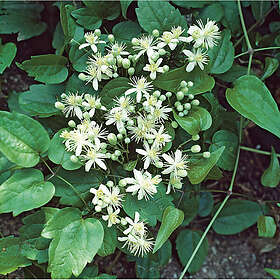 Piardino Klätterväxt Skogsklematis Vit Krukodlad 3-Pack