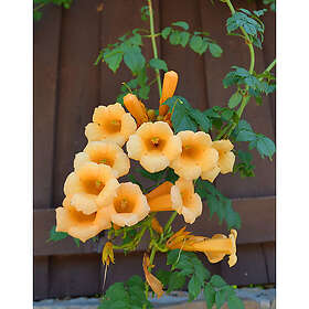 Piardino Klätterväxt Trumpetranka Flava Gul Krukodlad