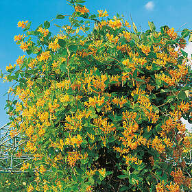 Piardino Klätterväxt Tellmanskaprifol Orange Krukodlad