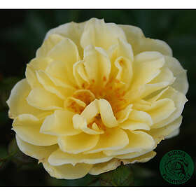 Piardino Marktäckande Ros Golden Cover Barrot Gul 10-Pack