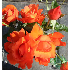 Piardino Rabattros Alexander Barrot Orange