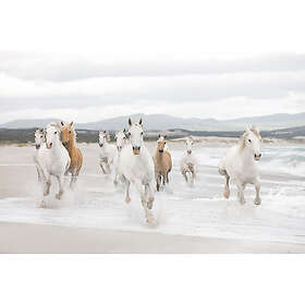 Komar Fototapet White Horses