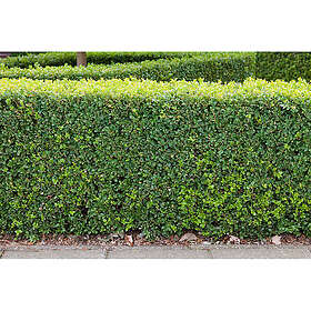 Piardino Häck Buxbom 10-15Cm 10-Pack Krukodlad