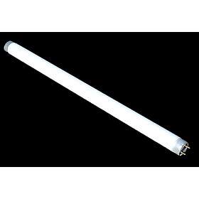 Lampa: Insektsfångare