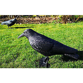 Fågelskrämma: Kråka pack