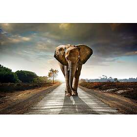 Elephant Tavla Flerfärgad 80x120 cm