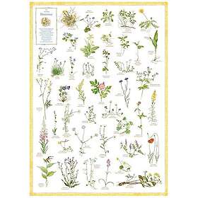 Hjelm Förlag Poster Svenska Blommor