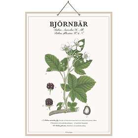 Strömshaga Skolplansch Björnbär