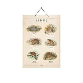 Strömshaga Skolplansch Gnagare