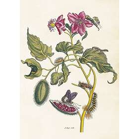 Sköna Ting Poster Fjärilar & Annattoträd