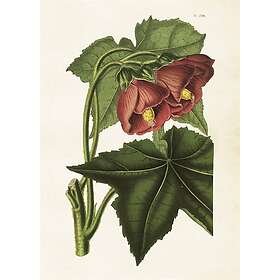 Sköna Ting Poster Blomsterlönn