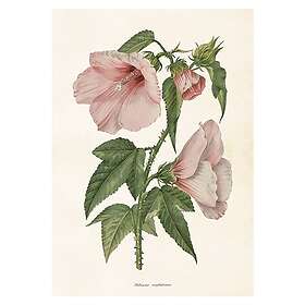 Sköna Ting Poster Hibiskus